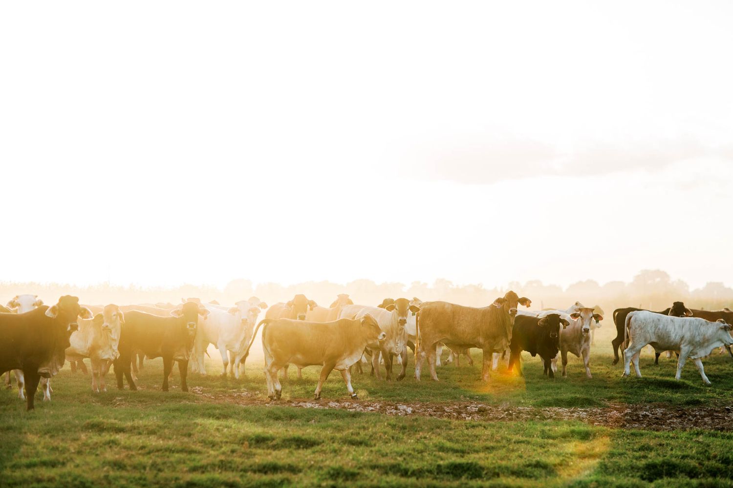 Herd of cattle grazing on lush green pasture at golden sunset hour on a farm.