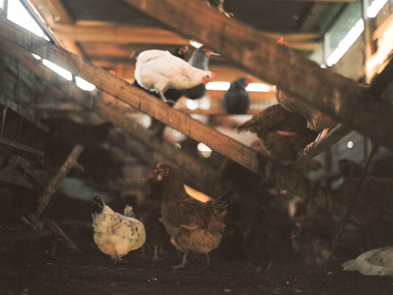 Chickens roaming freely inside a rustic wooden barn with natural lighting filtering through the roof.