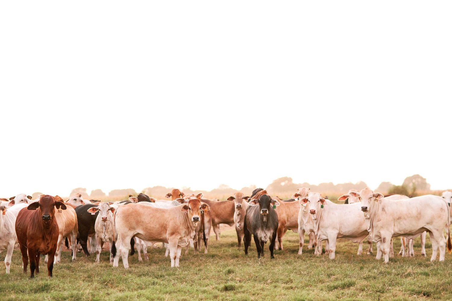 A herd of brown and white cattle standing together on a green grass field.