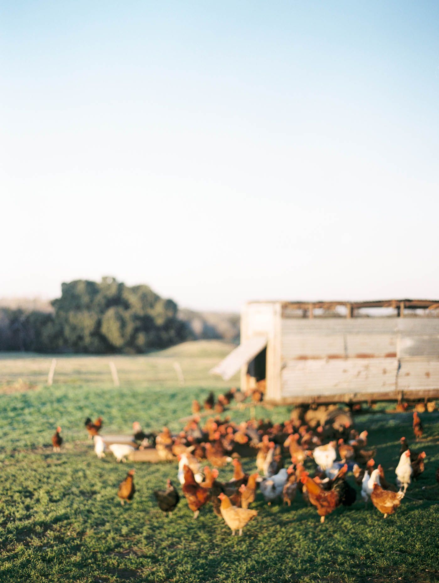 Free-range chickens roaming green pasture fields near a rustic wooden chicken coop on a sunny farm day.
