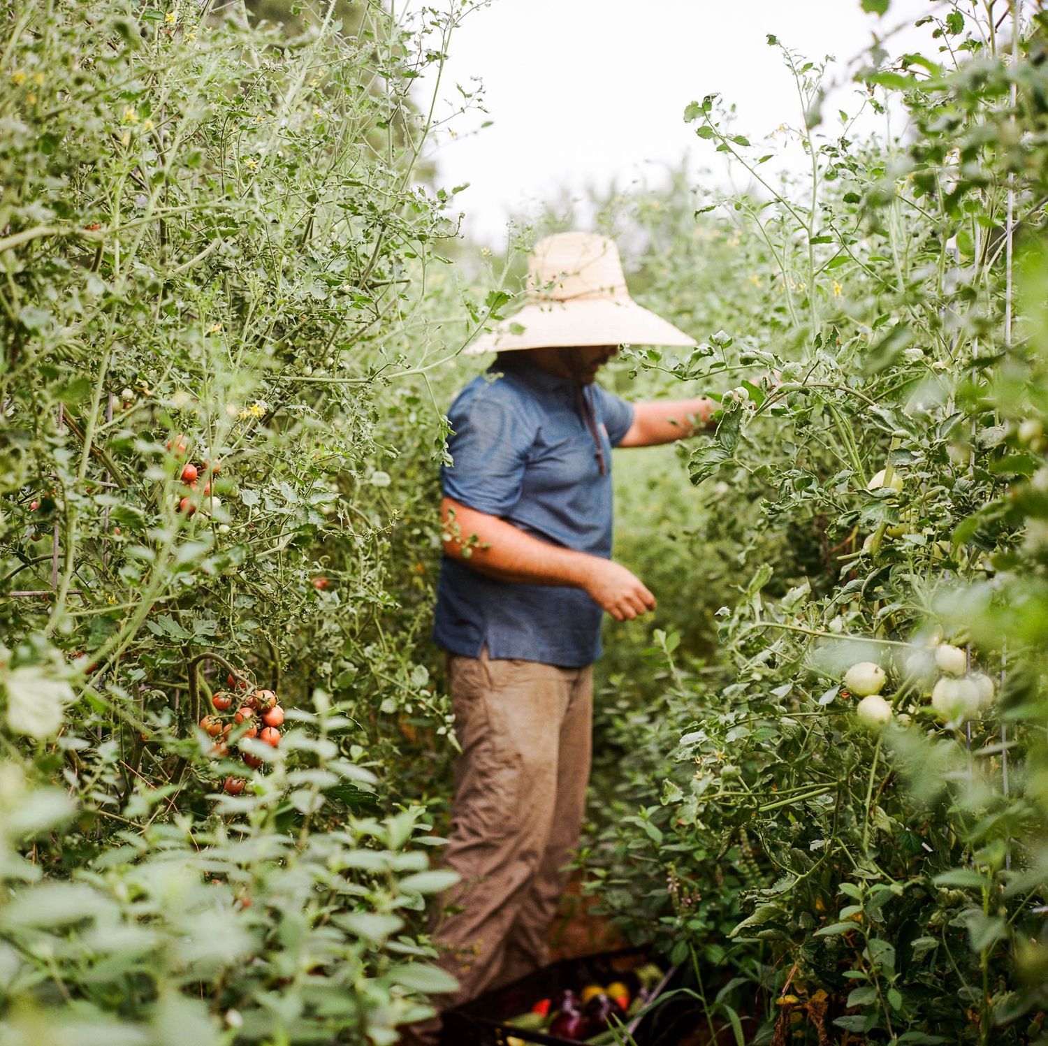 A farmer in a straw hat picks ripe tomatoes among lush green plants in a thriving garden.