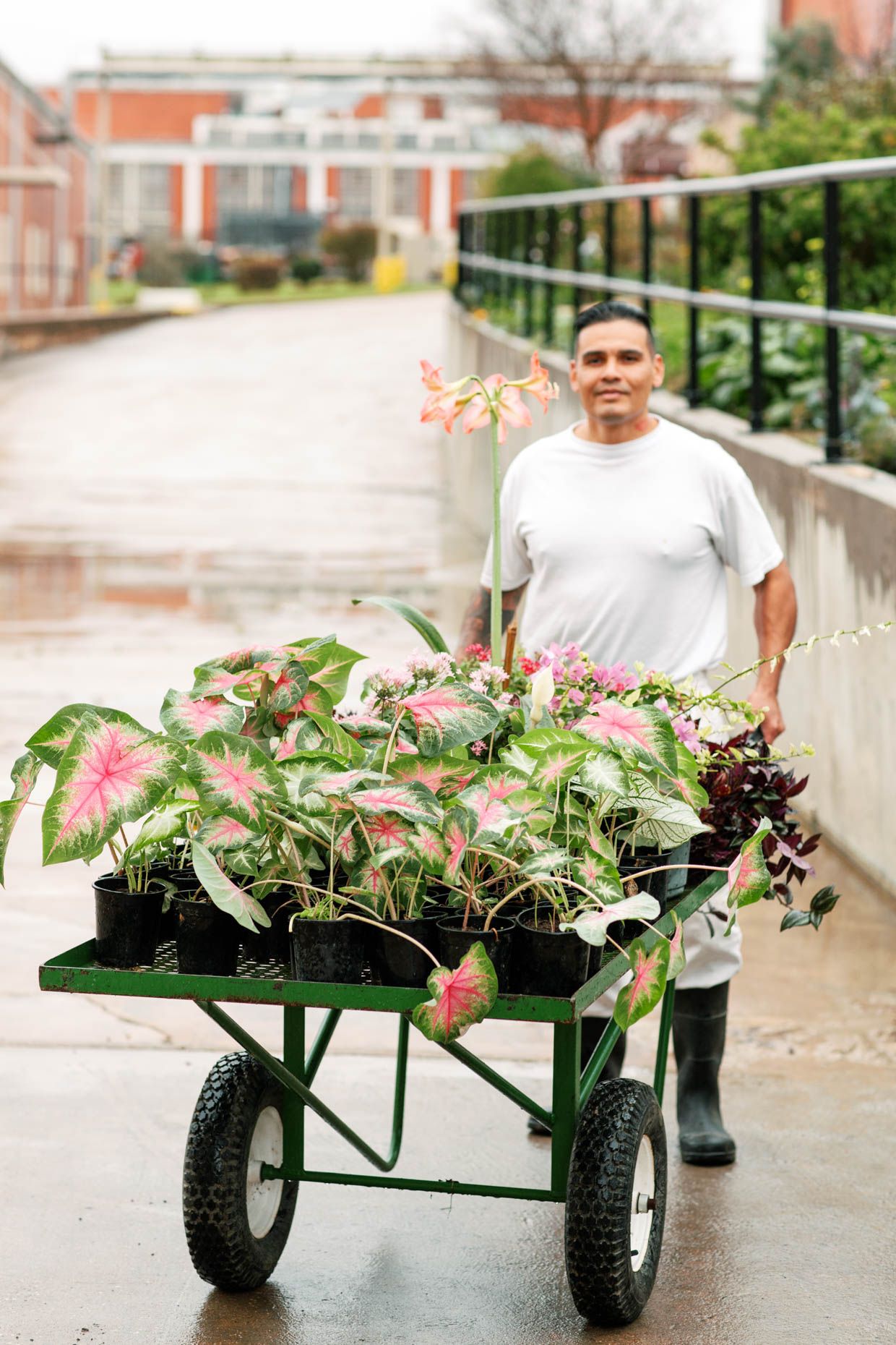 Man pushing a green wheelbarrow cart filled with colorful caladium plants on a wet pathway.