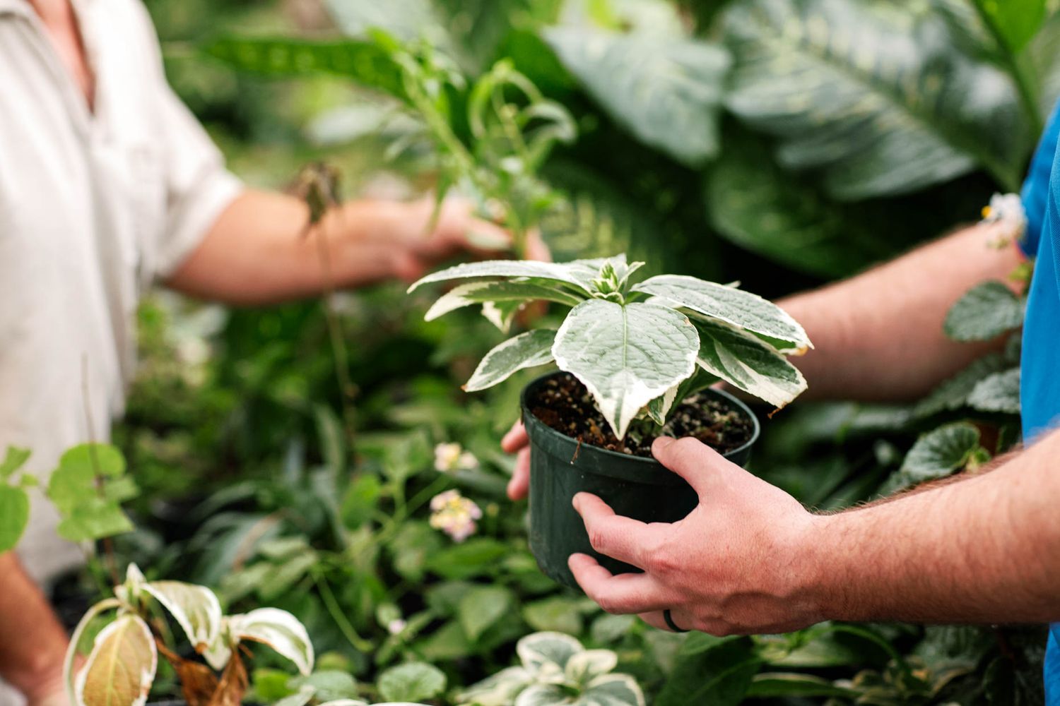 Person holding a small potted variegated plant in a lush green garden nursery greenhouse.
