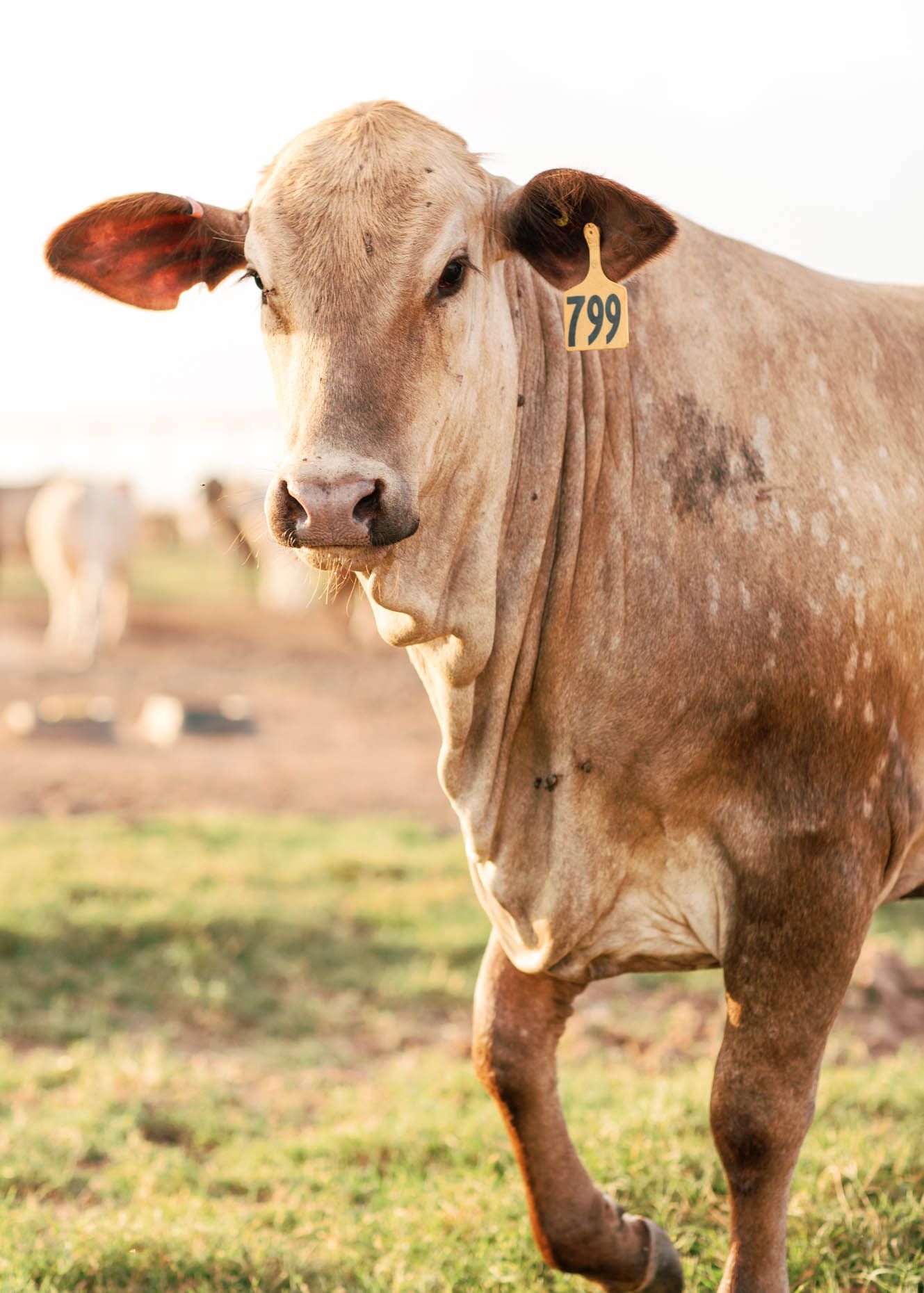 Close-up of tagged Brahman cow number 799 standing in green pasture on a farm.