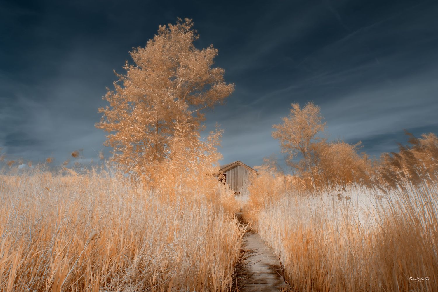 False-color infrared landscape with a narrow path leading through golden grasses toward luminous trees.