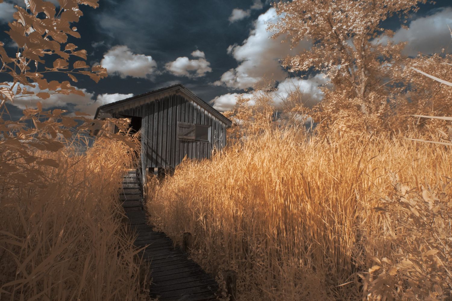 False-color infrared photograph of a wooden hide surrounded by glowing golden reeds beneath a dramatic sky.