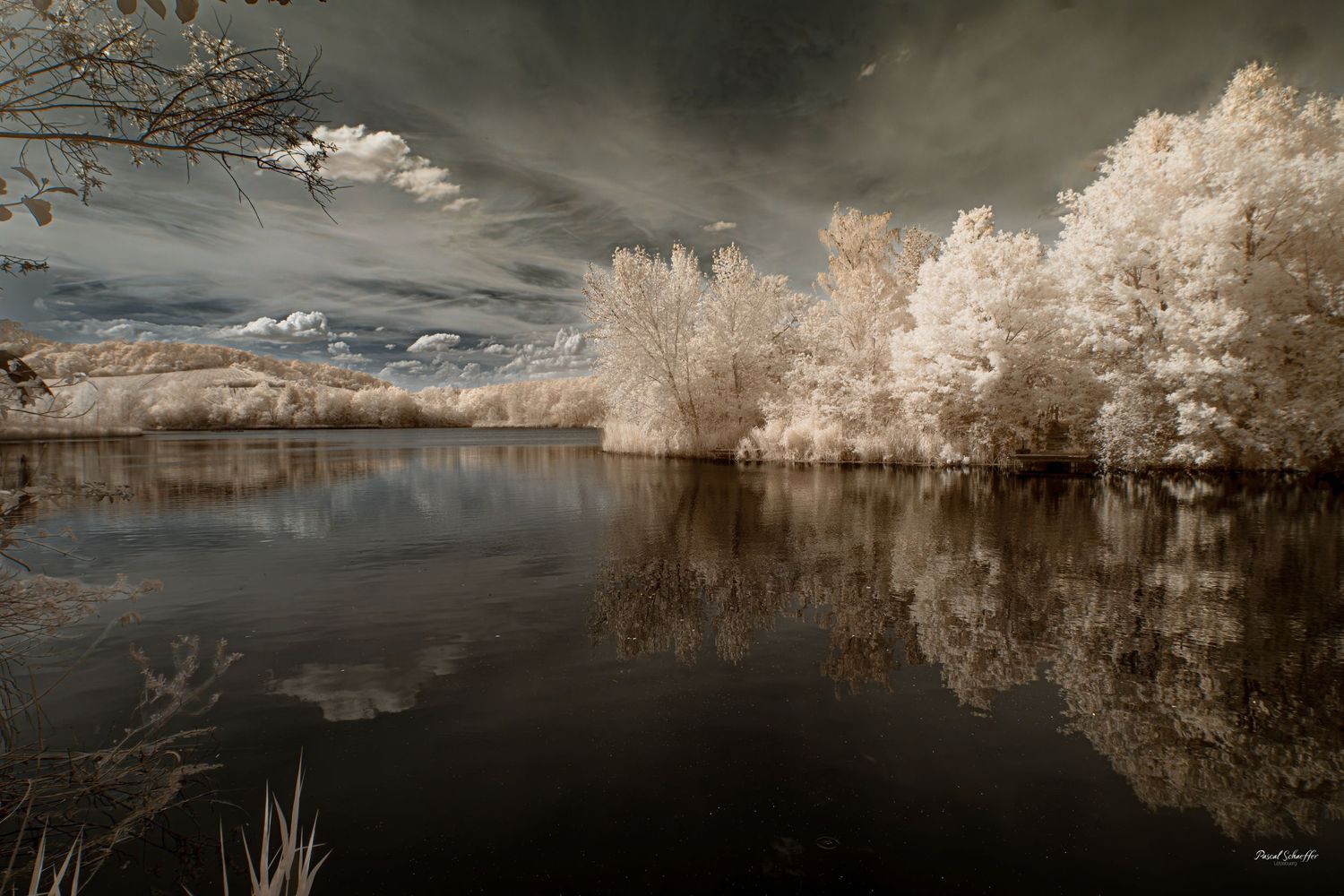 Infrared landscape with luminous ivory trees reflected in calm water beneath a softly dramatic sky.