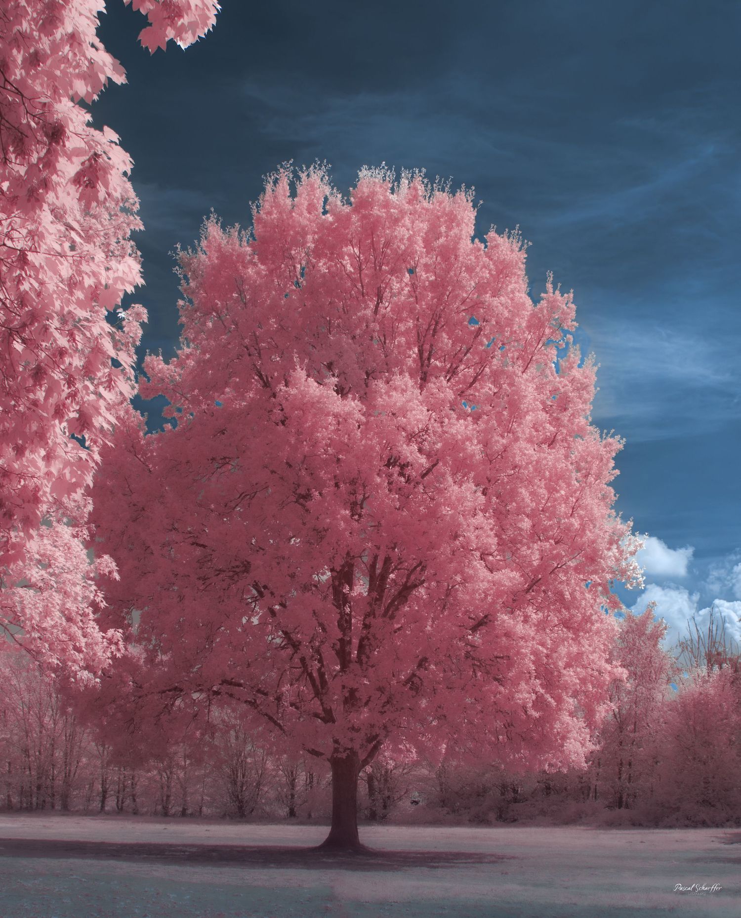 False-color infrared photograph of a majestic crimson tree glowing against a deep blue sky.
