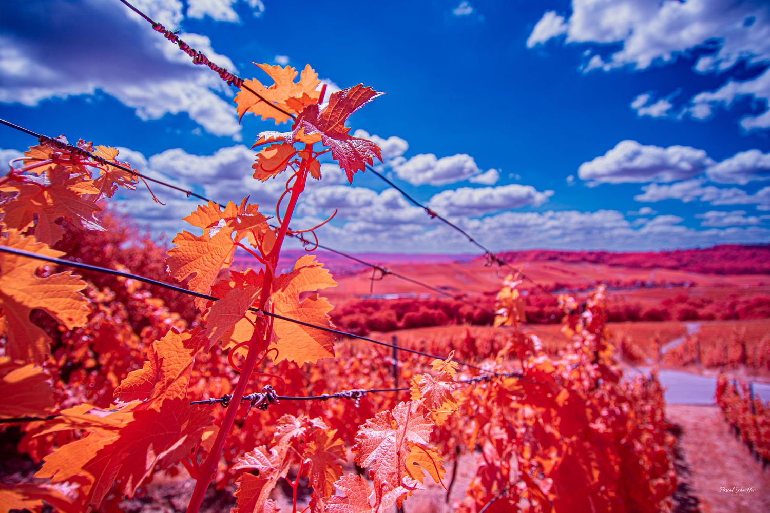 False-color infrared vineyard with vivid red and orange vines beneath a brilliant blue sky and white clouds.