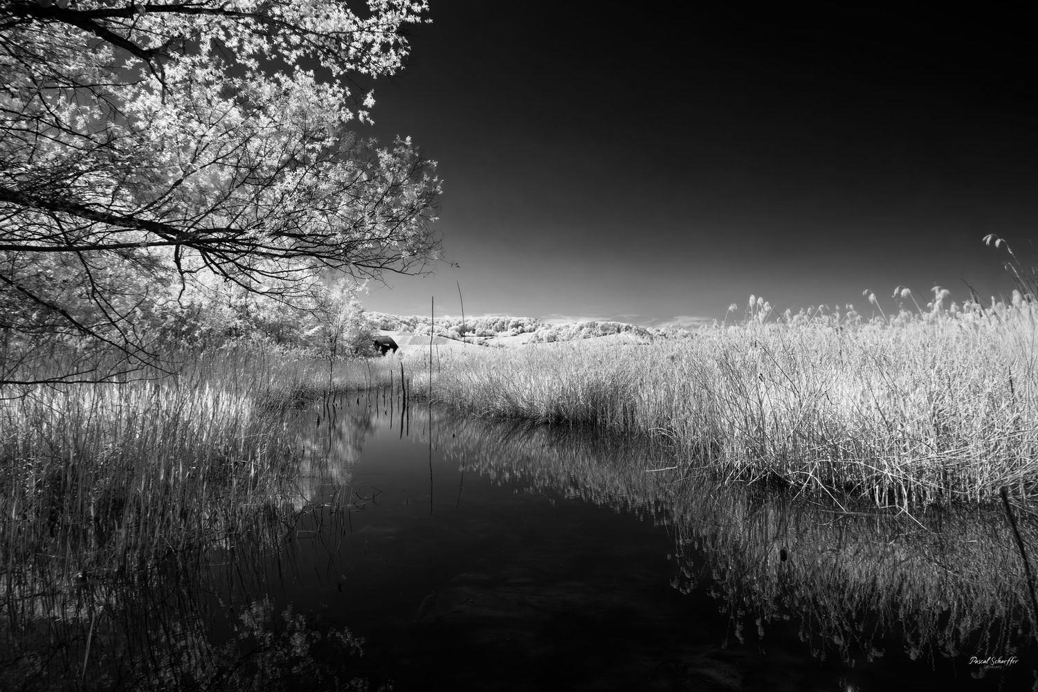 Black and white infrared landscape of a peaceful waterway surrounded by luminous reeds and trees.