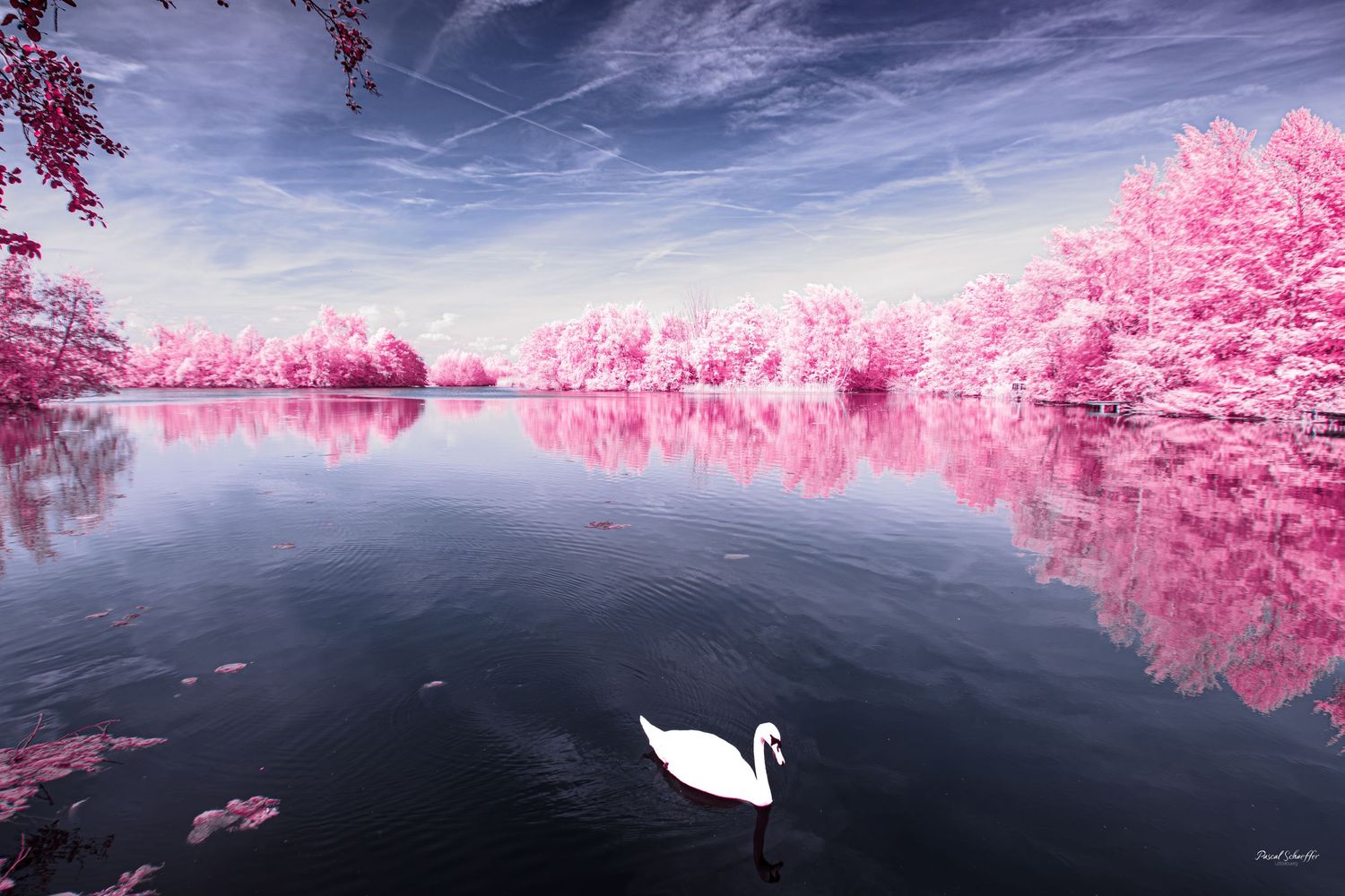 False-color infrared landscape with a white swan on still water surrounded by luminous pink trees.