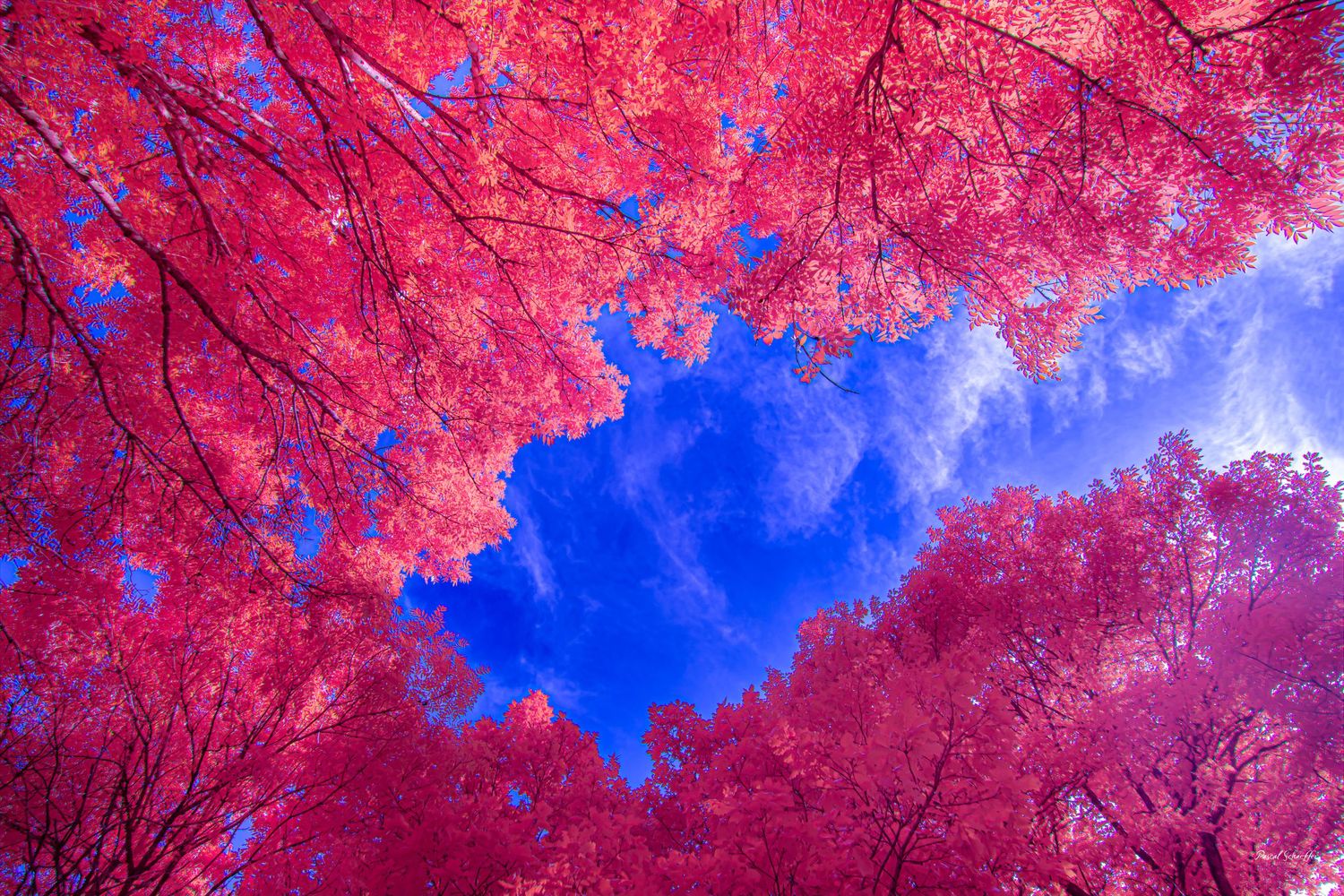 False-color infrared view looking through a vivid crimson tree canopy toward a brilliant blue sky.