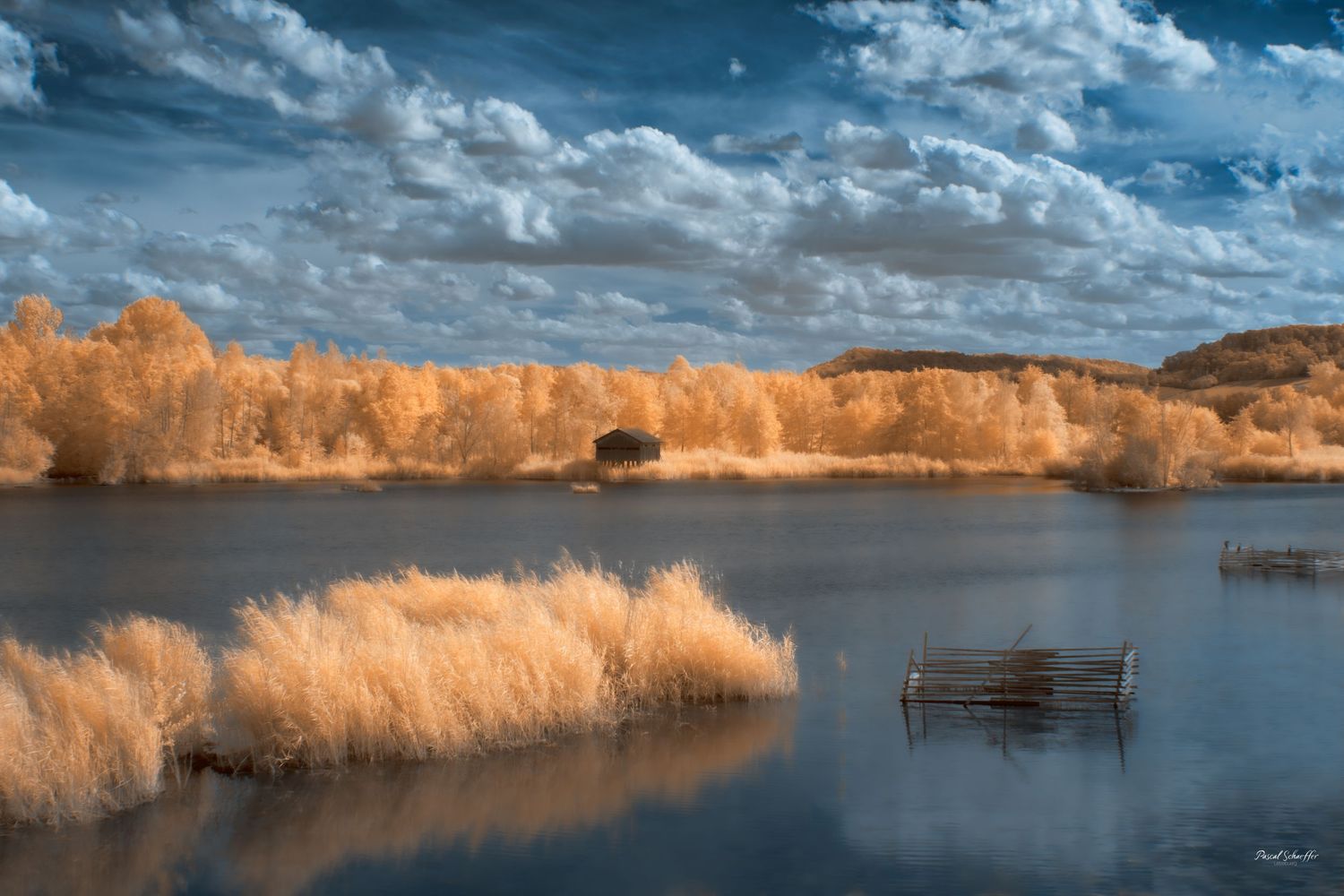 False-color infrared lake landscape with golden reeds and trees beneath a dramatic blue, cloud-filled sky.