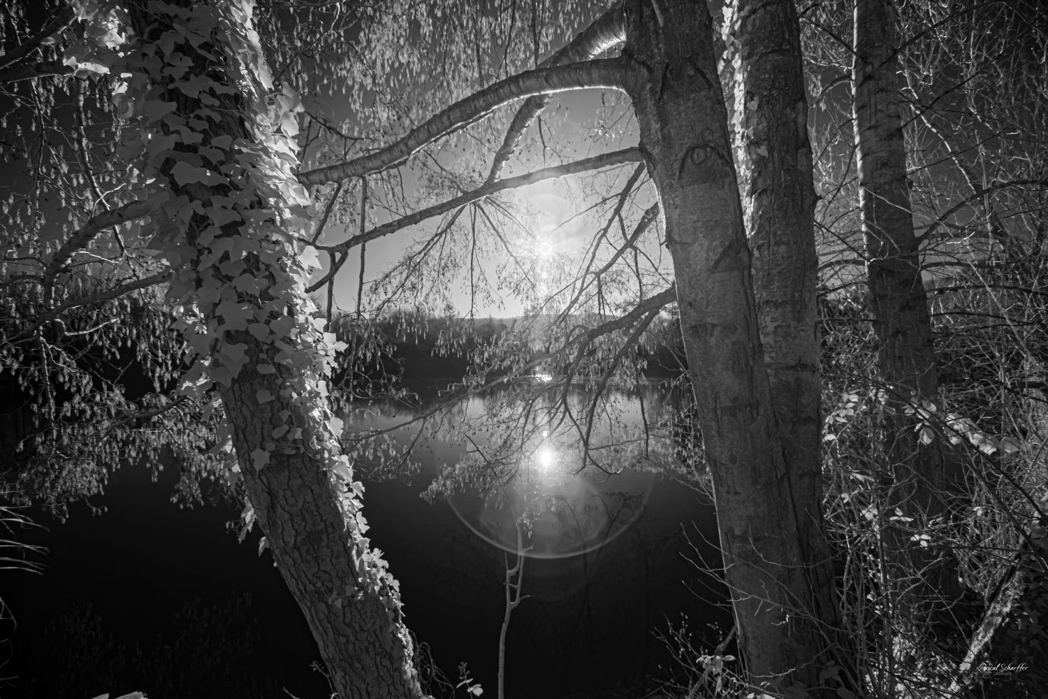 Black and white infrared photograph of sunlight breaking through trees and reflecting on still water.