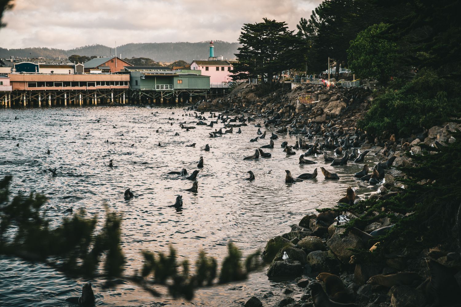 California sea lions gather along the rocky shoreline near Coast Guard Pier in Monterey, California beneath dramatic coastal skies.