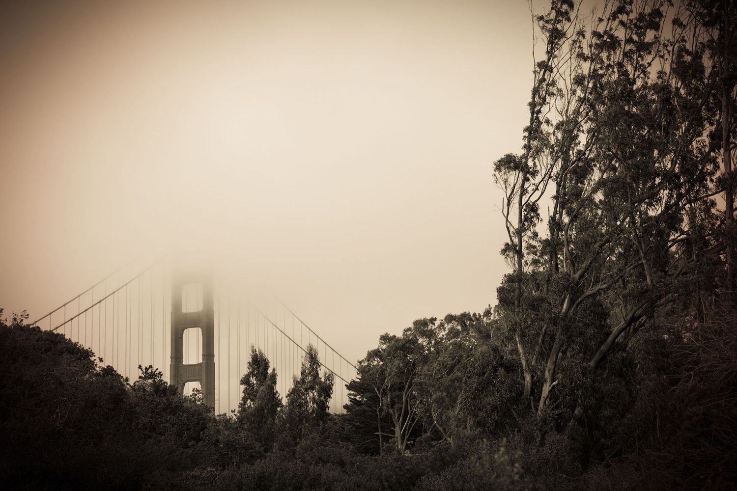 Sepia fine art view of the Golden Gate Bridge emerging through dense San Francisco fog, framed by eucalyptus trees in Marin.