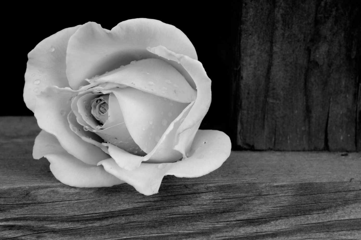 Black and white fine art photo of a white rose with dew drops resting on weathered wood, emphasizing elegance and texture.