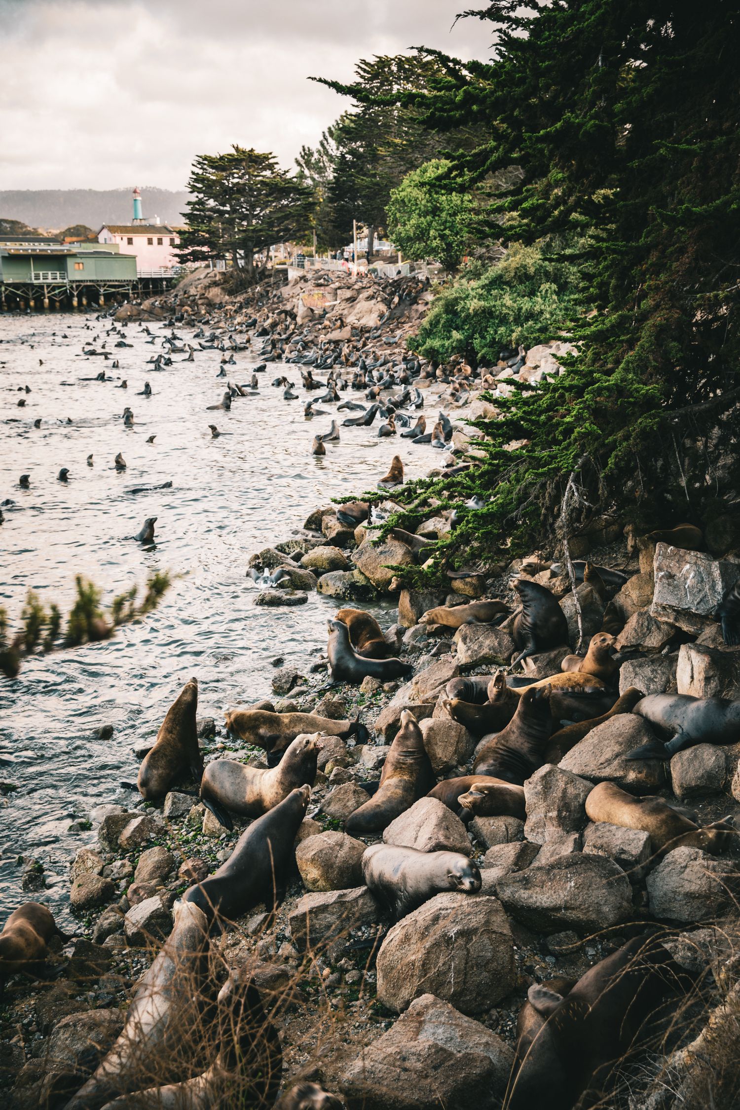 Sea lions gather along the rocky shoreline in Monterey, California, with Monterey Harbor and coastal cypress trees in the background.
