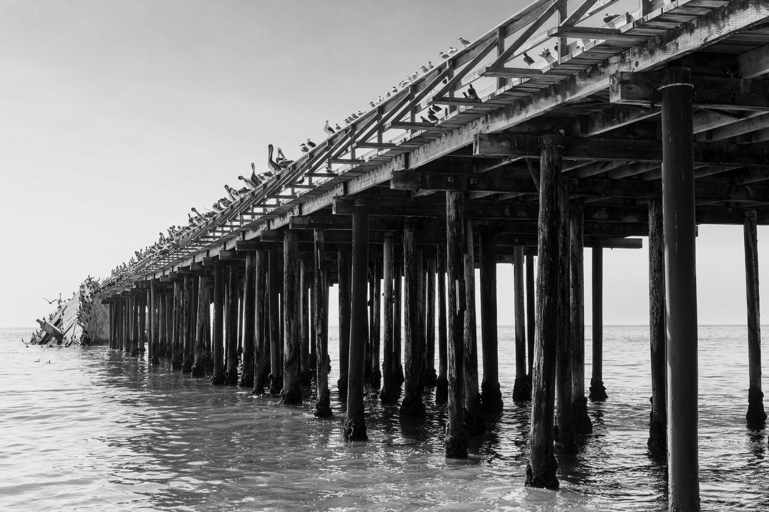 Black and white view beneath Seacliff Beach pier leading to the sunken USS Palo Alto with pelicans along Monterey Bay, California.