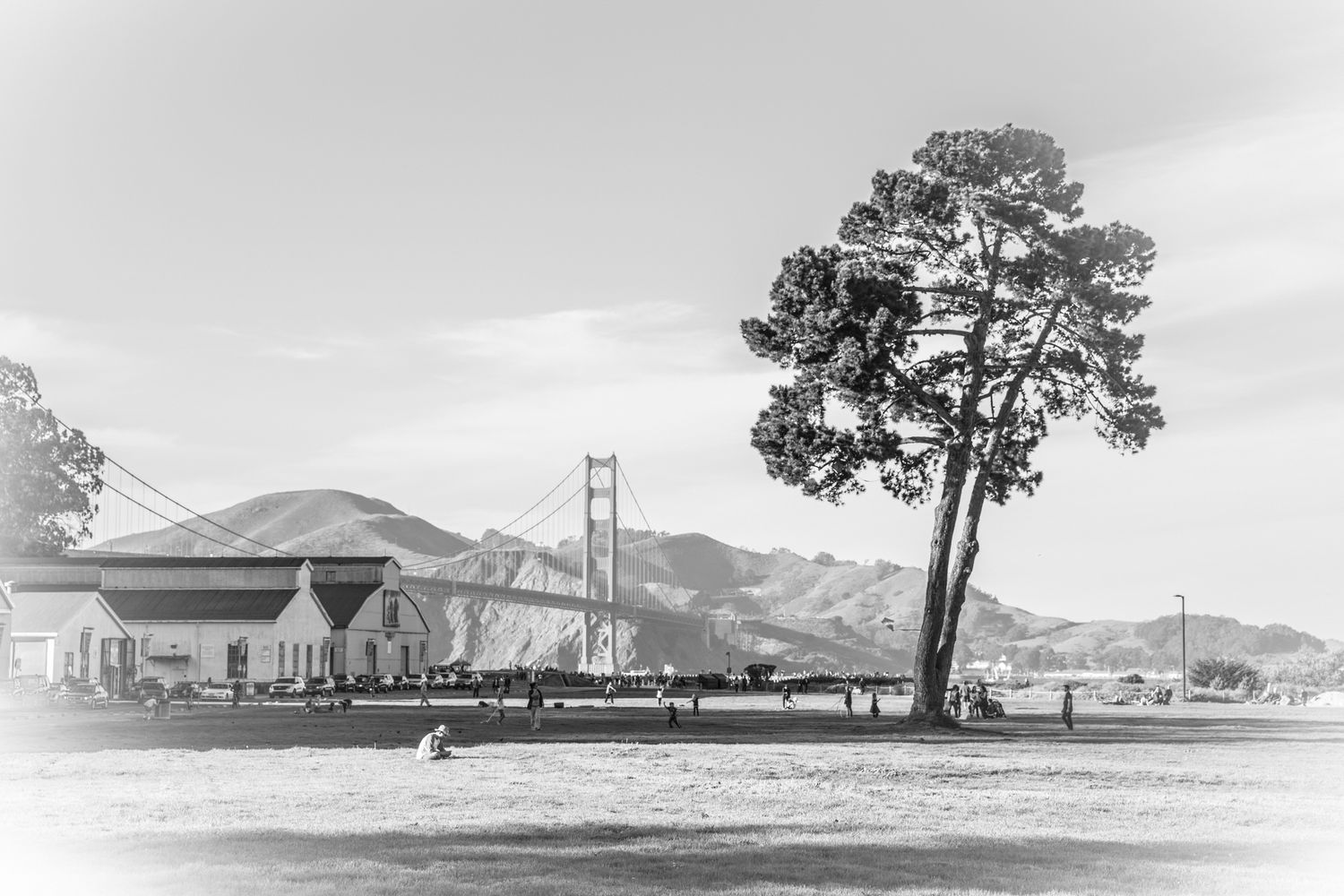 Black-and-white view of the Golden Gate Bridge framed by a lone cypress tree at Crissy Field in San Francisco.