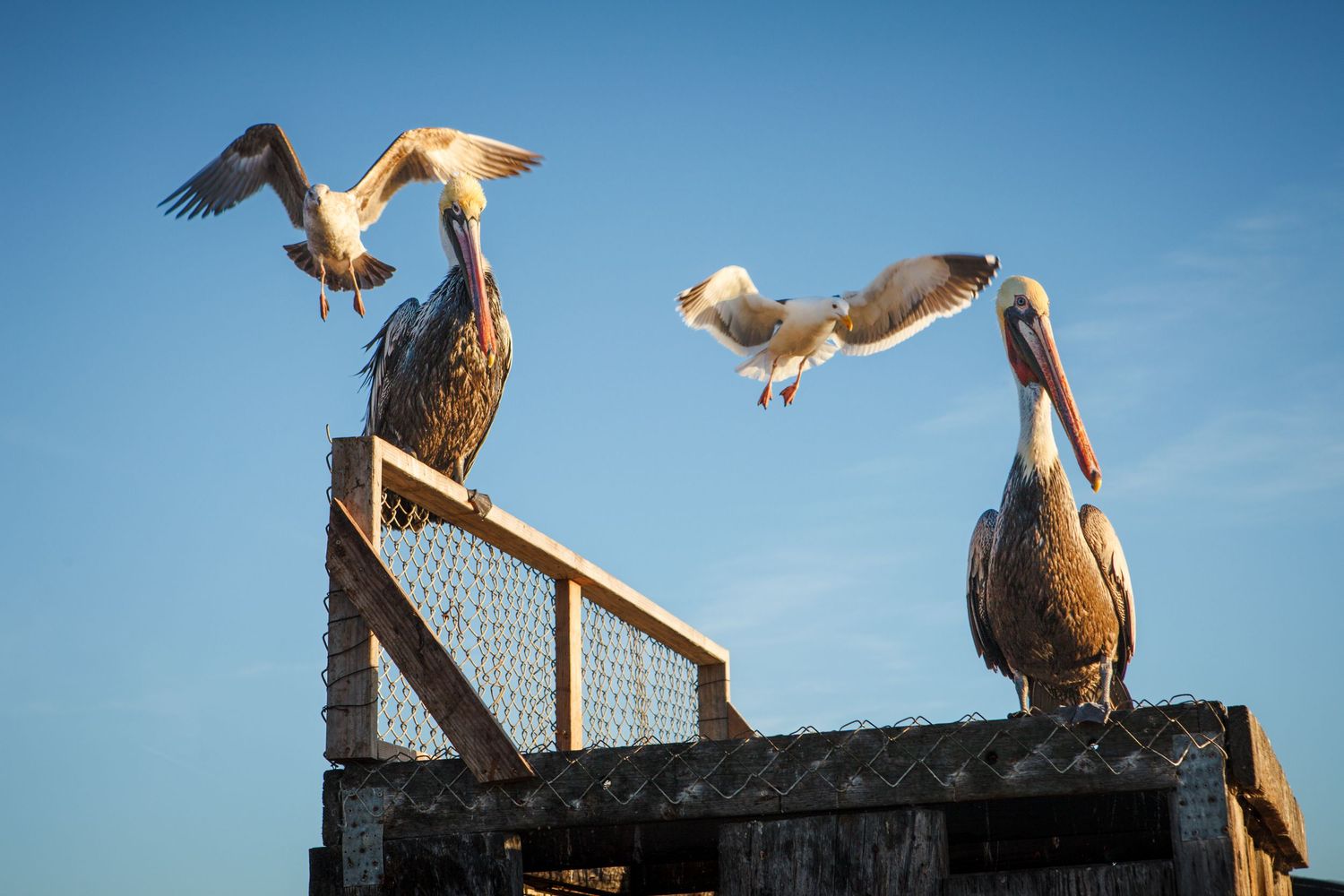 California brown pelicans and western gulls gather on a weathered dock in Morro Bay, California under a clear blue coastal sky.