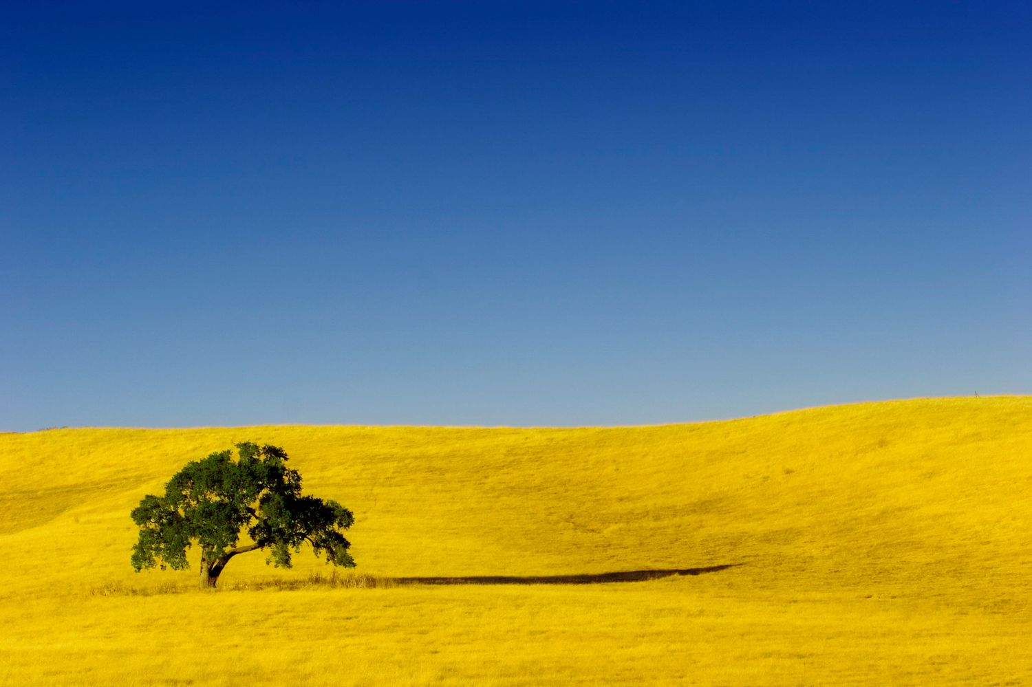 Lone oak tree casting a long shadow across golden hills near the Stanford Dish in Palo Alto beneath a vivid blue California sky.