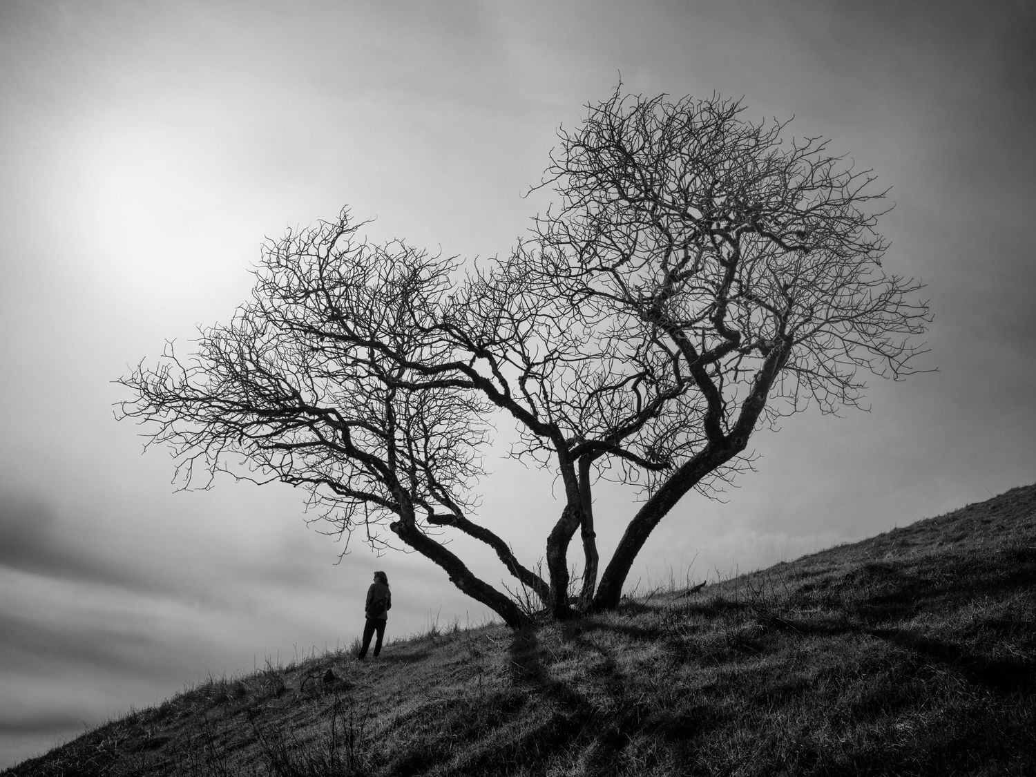 Lone figure beneath a windswept tree on Russian Ridge near Palo Alto, captured in dramatic black and white fine art photography.