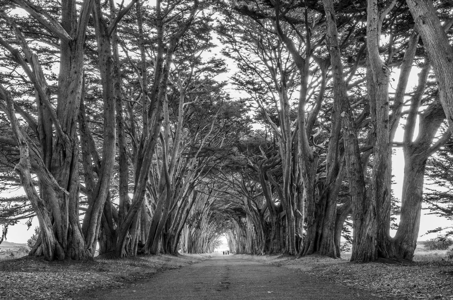 Black and white view of the Cypress Tree Tunnel near Tomales Bay, California, where towering Monterey cypress form a dramatic canopy.