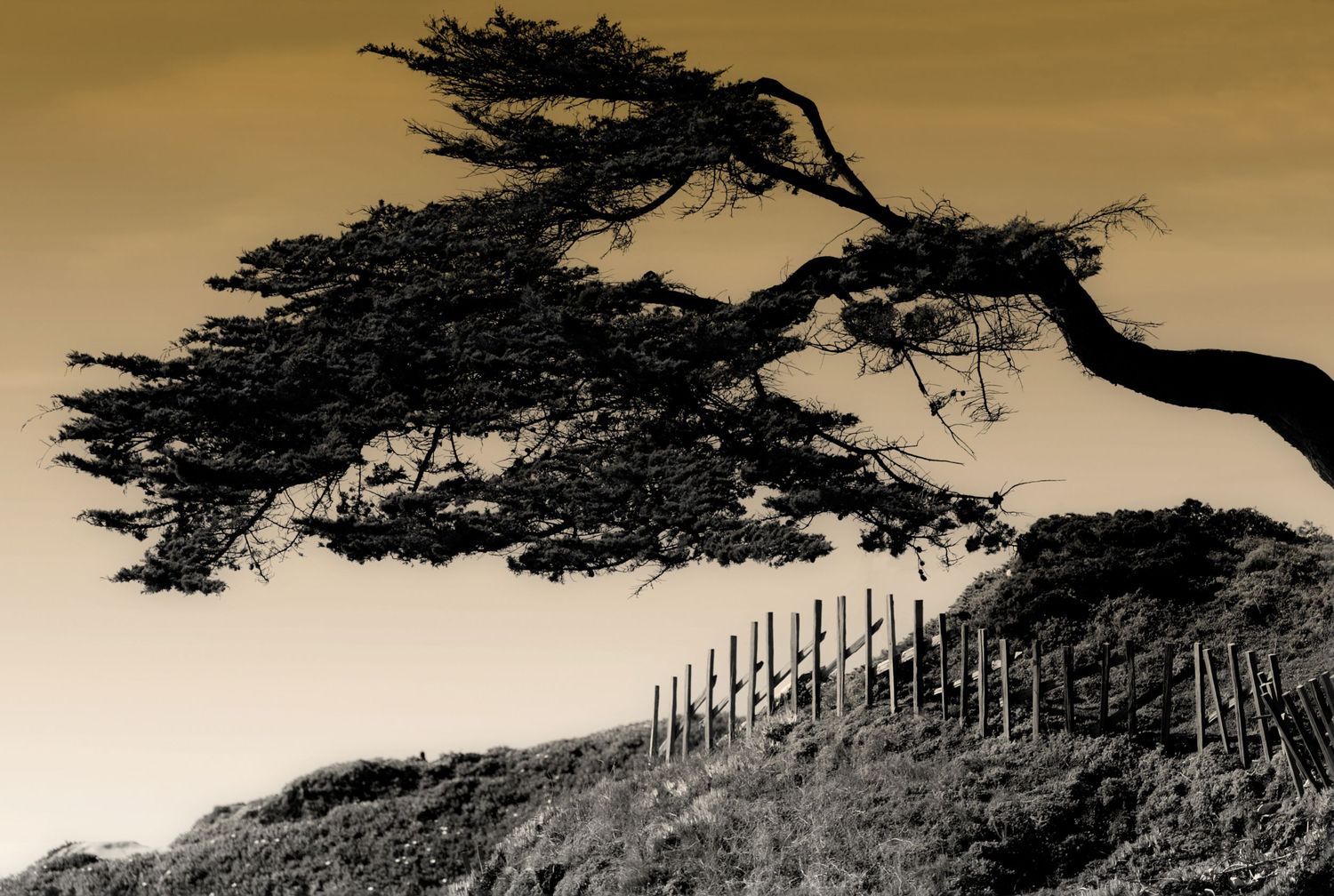 Windswept cypress tree silhouetted above a coastal hillside and weathered fence, creating a serene California fine art landscape.