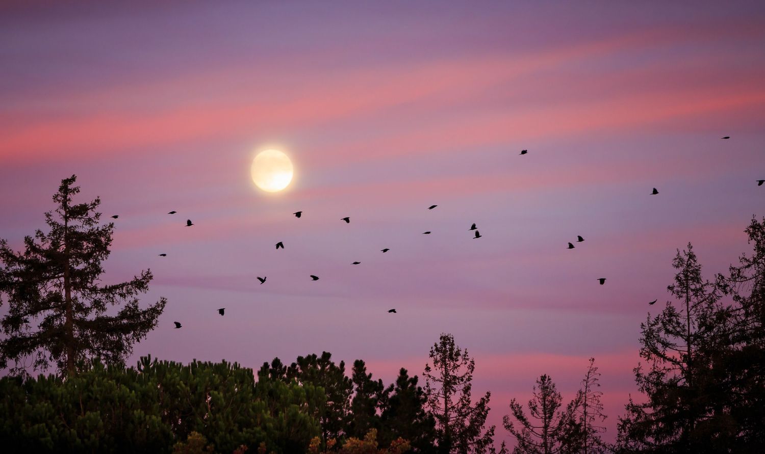 Full moon rises over the California coast as birds cross a pink twilight sky above silhouetted coastal trees.