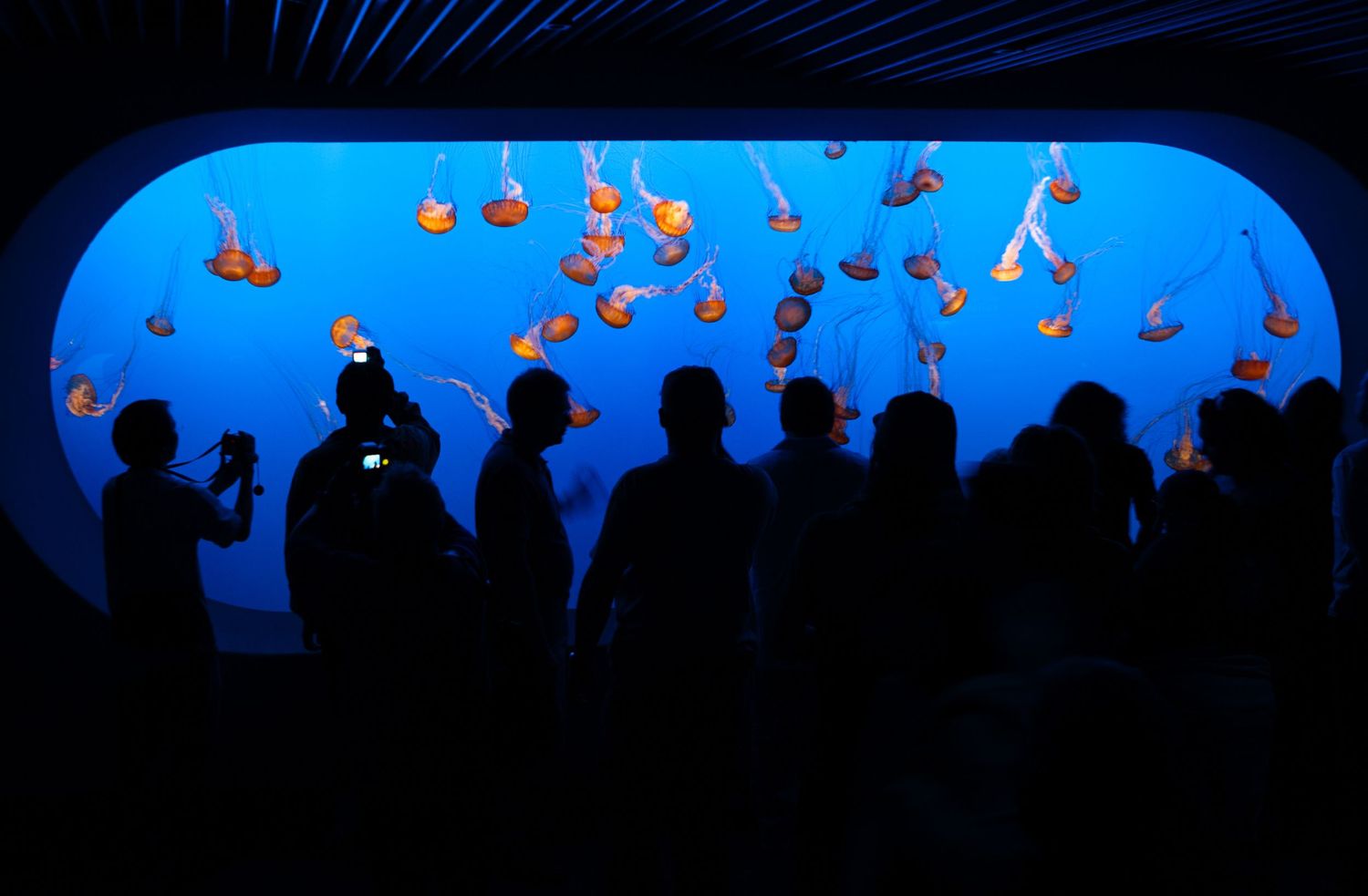 Visitors admire glowing jellyfish at the Monterey Bay Aquarium, silhouetted against a vibrant blue exhibit in Monterey, California.