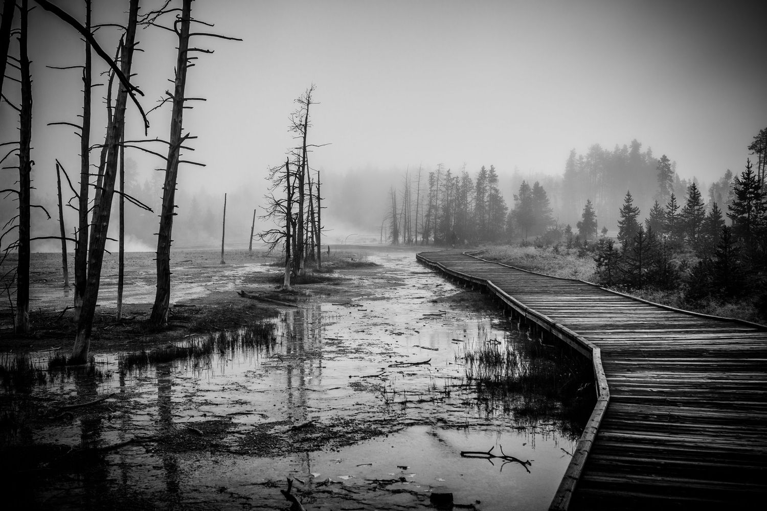 The Brimstone Path, a monochrome fine art photograph of Yellowstone's misty geothermal boardwalk and haunting dead trees.