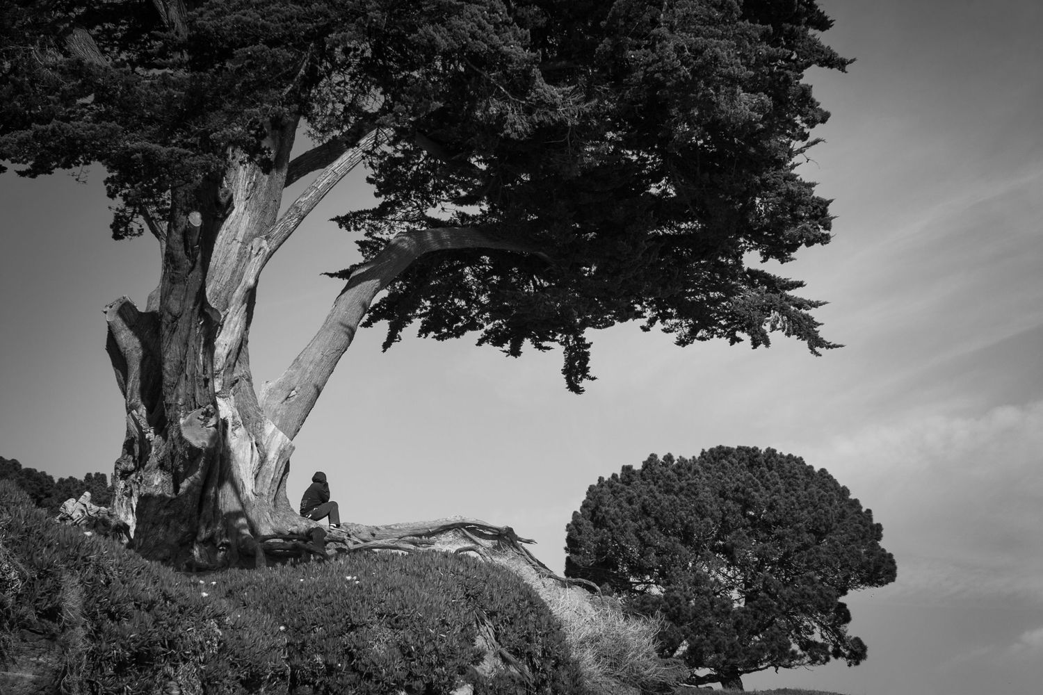Lone figure resting beneath a windswept cypress tree overlooking the Santa Cruz, California coast in dramatic black and white.