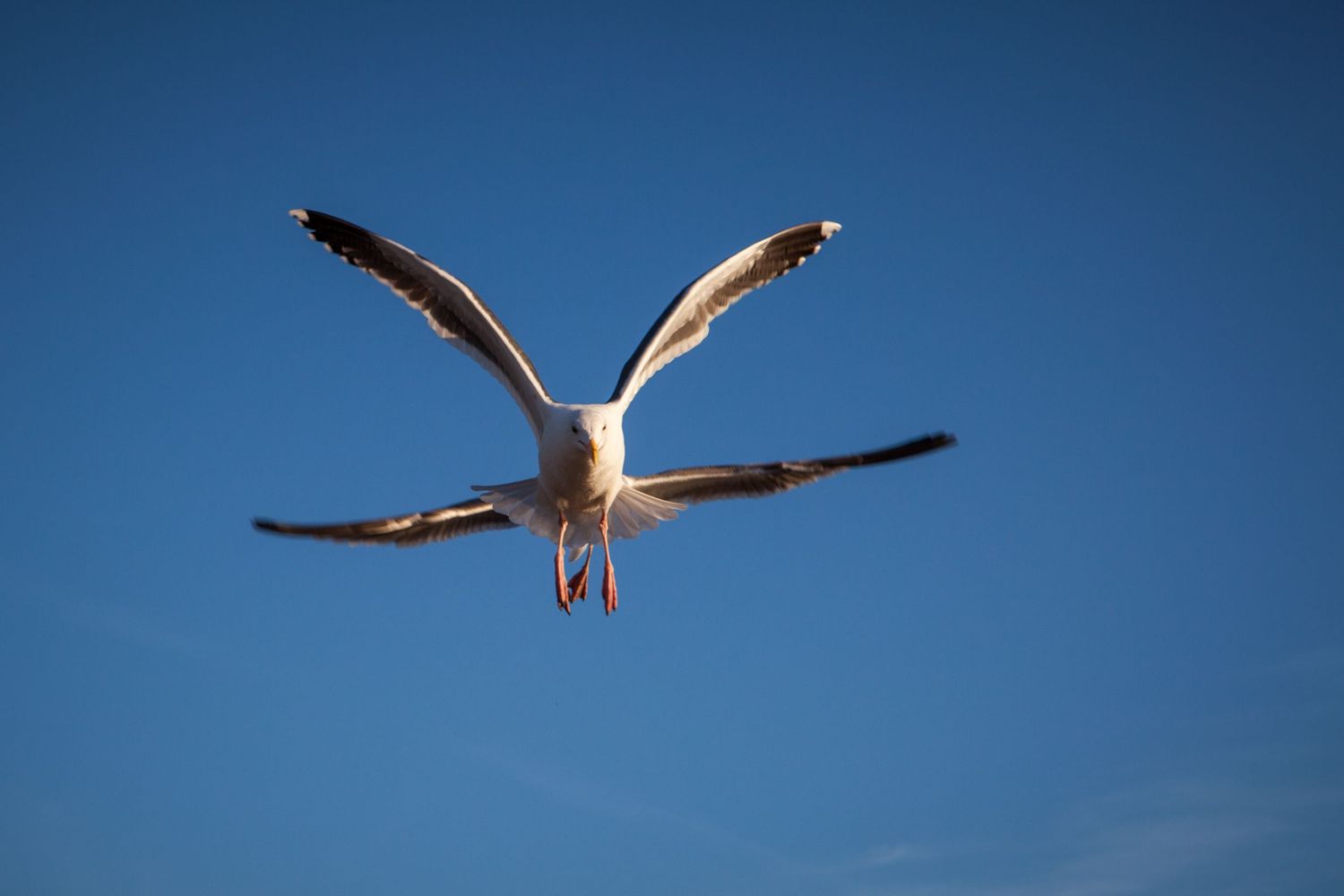 Two seagulls in flight over Morro Bay, California, with one gull soaring behind the other against a deep blue coastal sky.