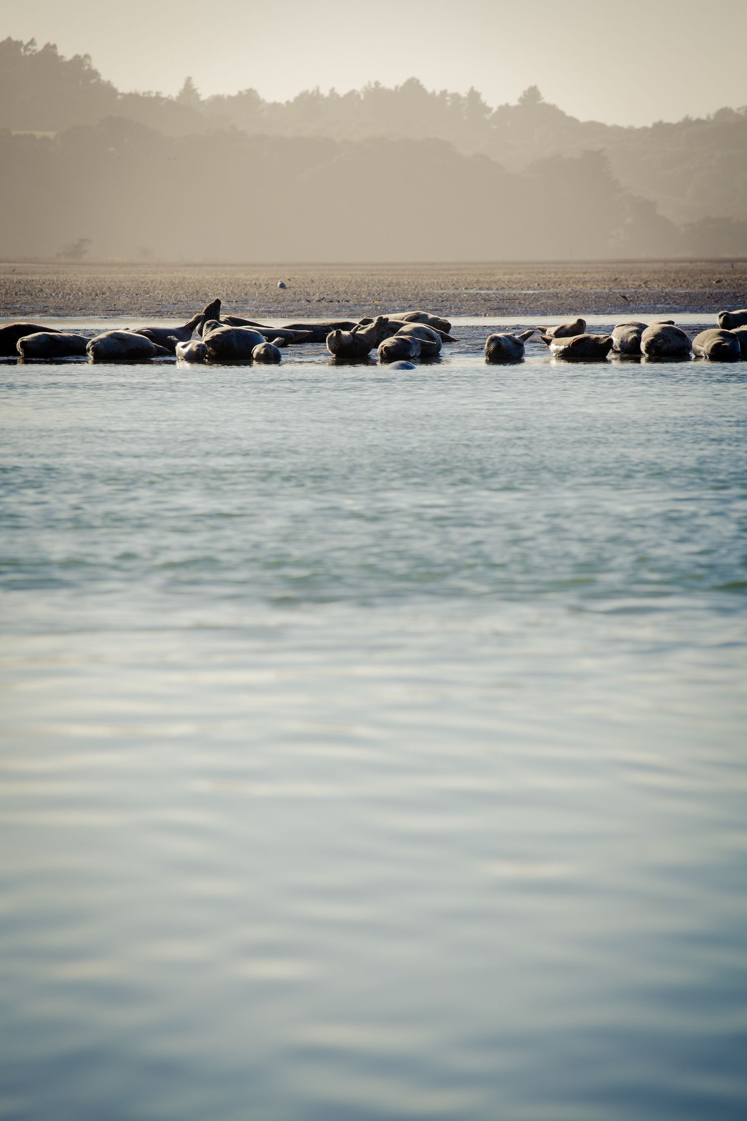 Sleeping harbor seals resting on a sandbar in Tomales Bay, California, with calm blue water and soft coastal morning light.