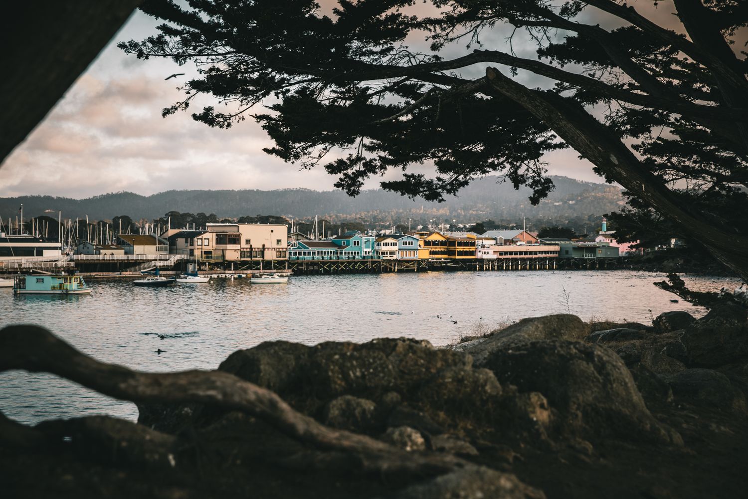 Monterey Harbor waterfront framed by Monterey cypress trees at sunset, showcasing California's scenic central coast.
