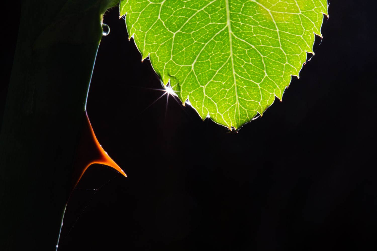 Backlit green leaf with glowing veins and a sunburst against a dark background, creating a dramatic fine art nature composition.