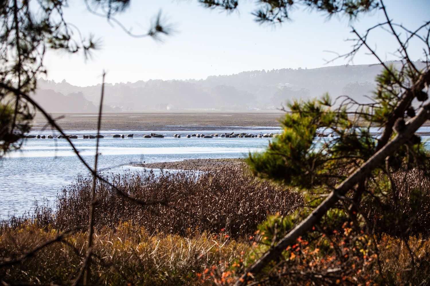 Harbor seals rest on a low-tide sandbar in Tomales Bay, California, framed by coastal pines in a peaceful coastal landscape.