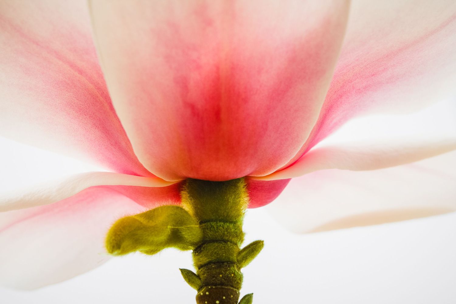Abstract macro of a pink and white magnolia blossom, revealing soft petals, glowing light, and delicate botanical textures.