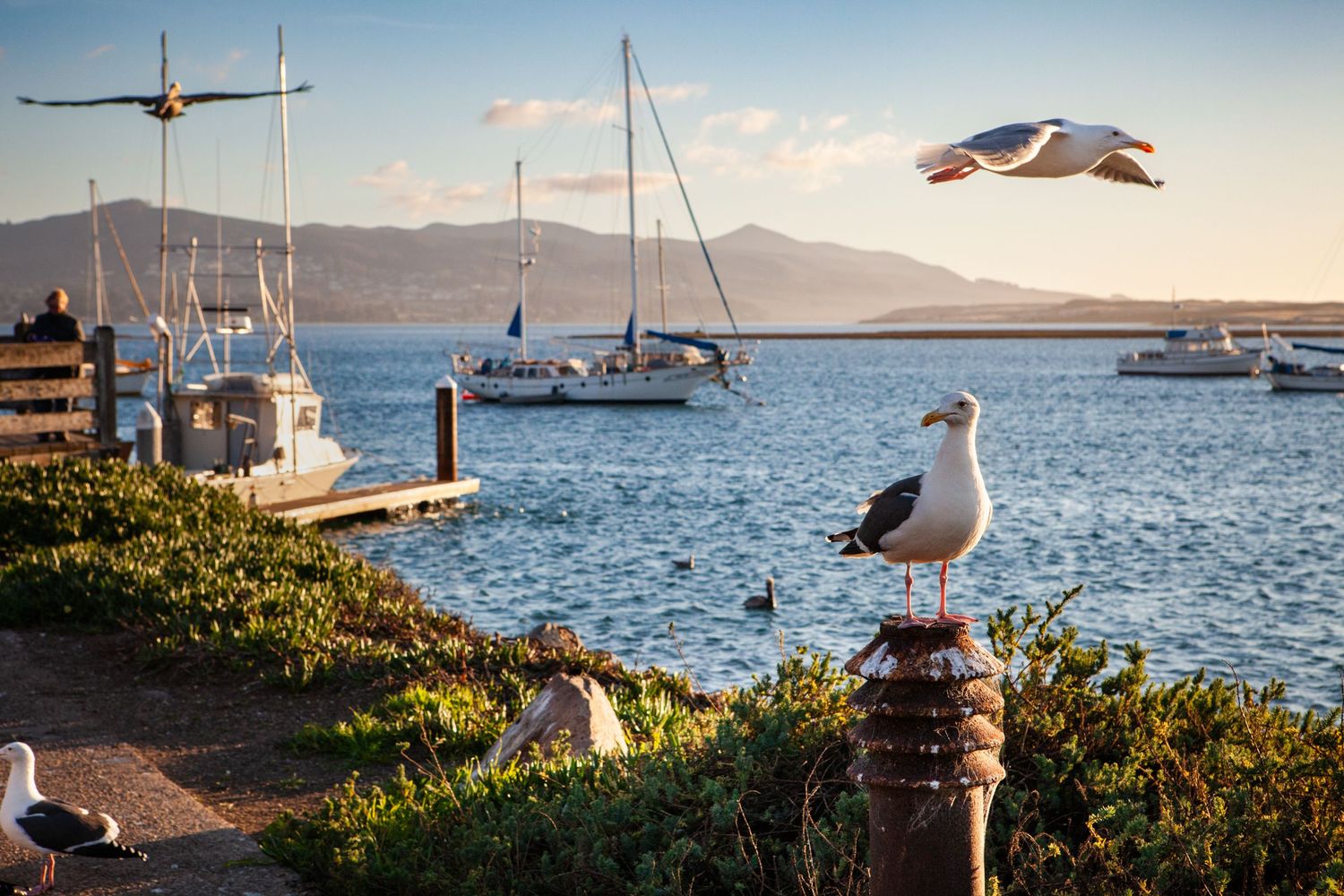 Seagulls perch and soar above sailboats in Morro Bay, California, during golden hour along the scenic Central Coast shoreline.