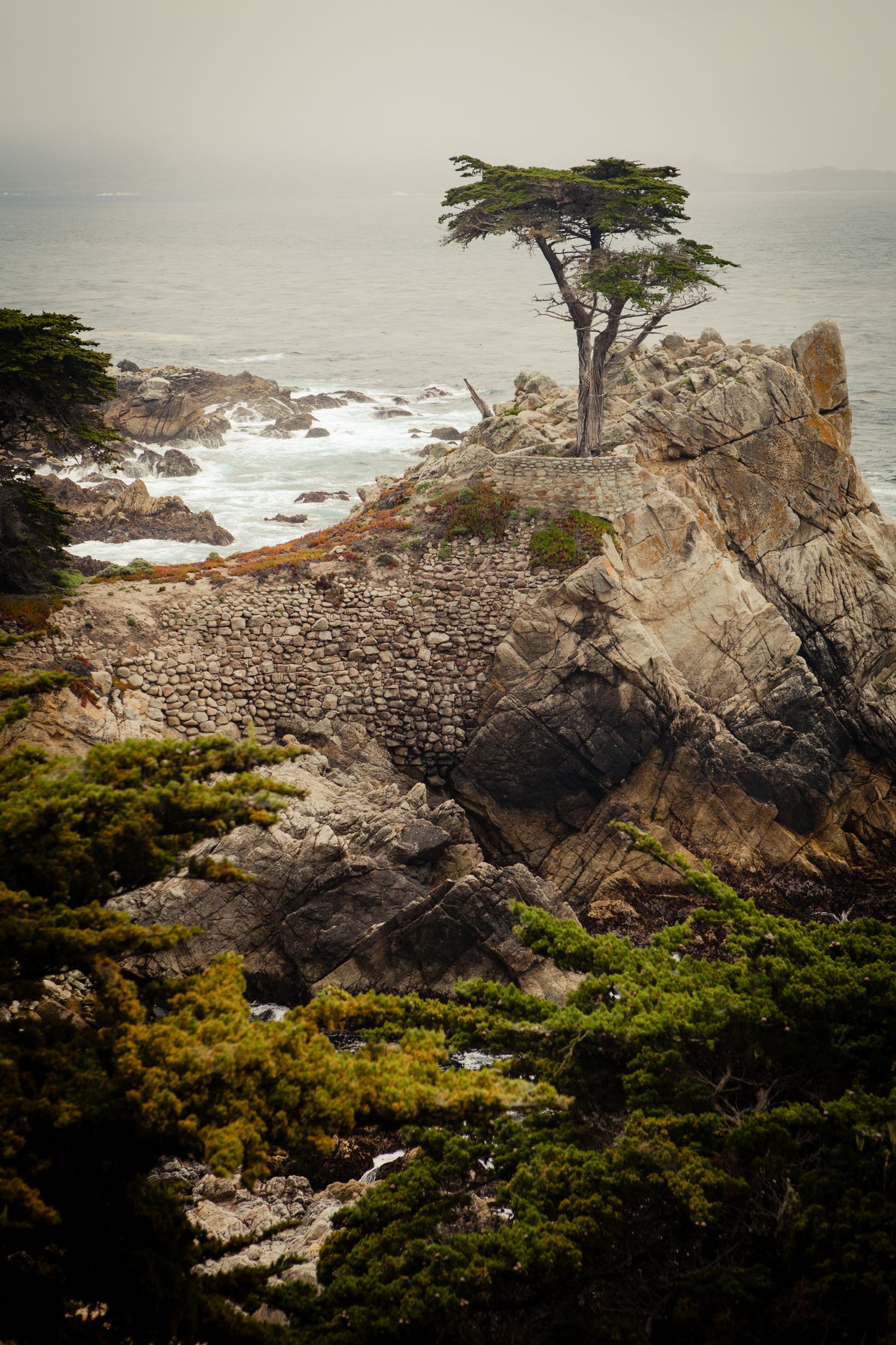 The iconic Lone Cypress Tree stands on a rocky cliff above the Pacific Ocean along 17-Mile Drive in Pebble Beach, California.