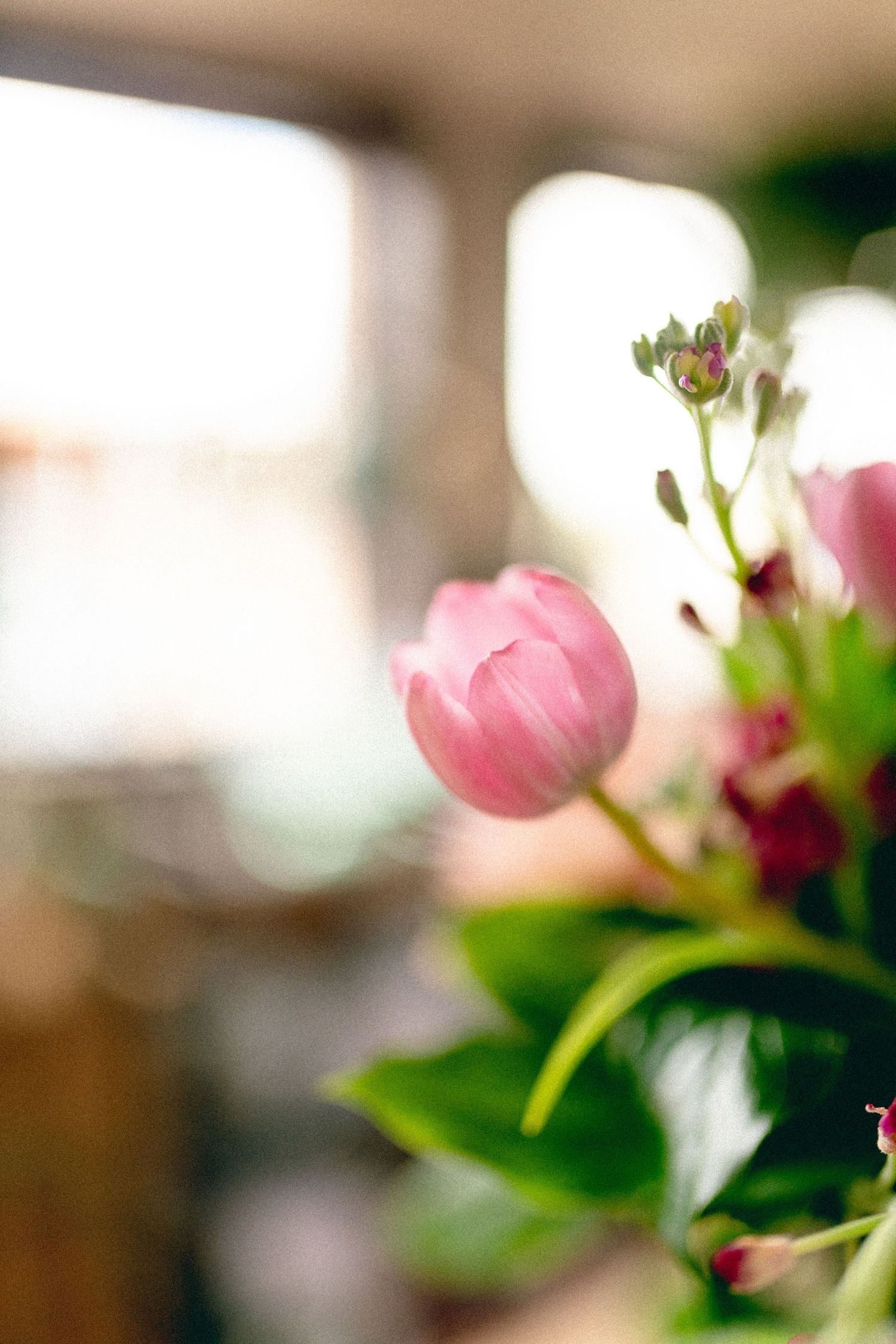 Pink blooms in a nursery setting.