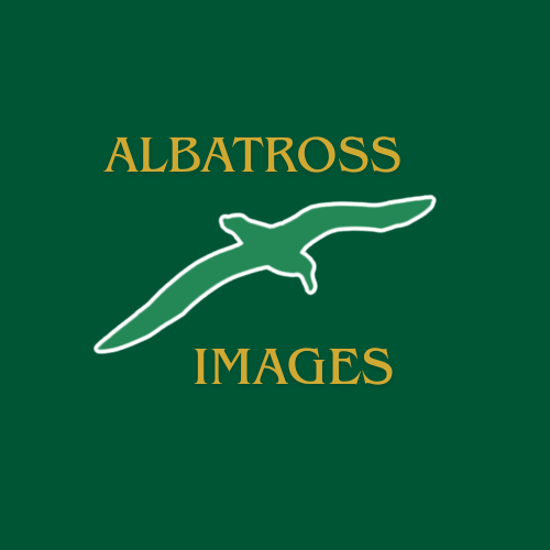 Albatross Images golf photography logo on dark green background