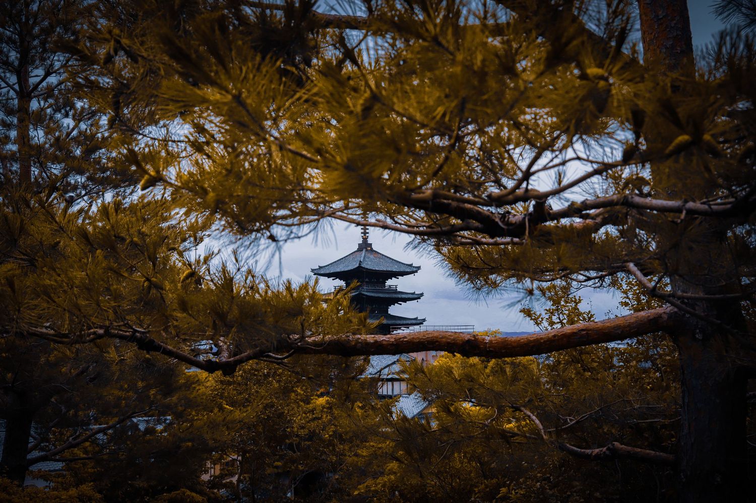 Kyoto, temple, trees