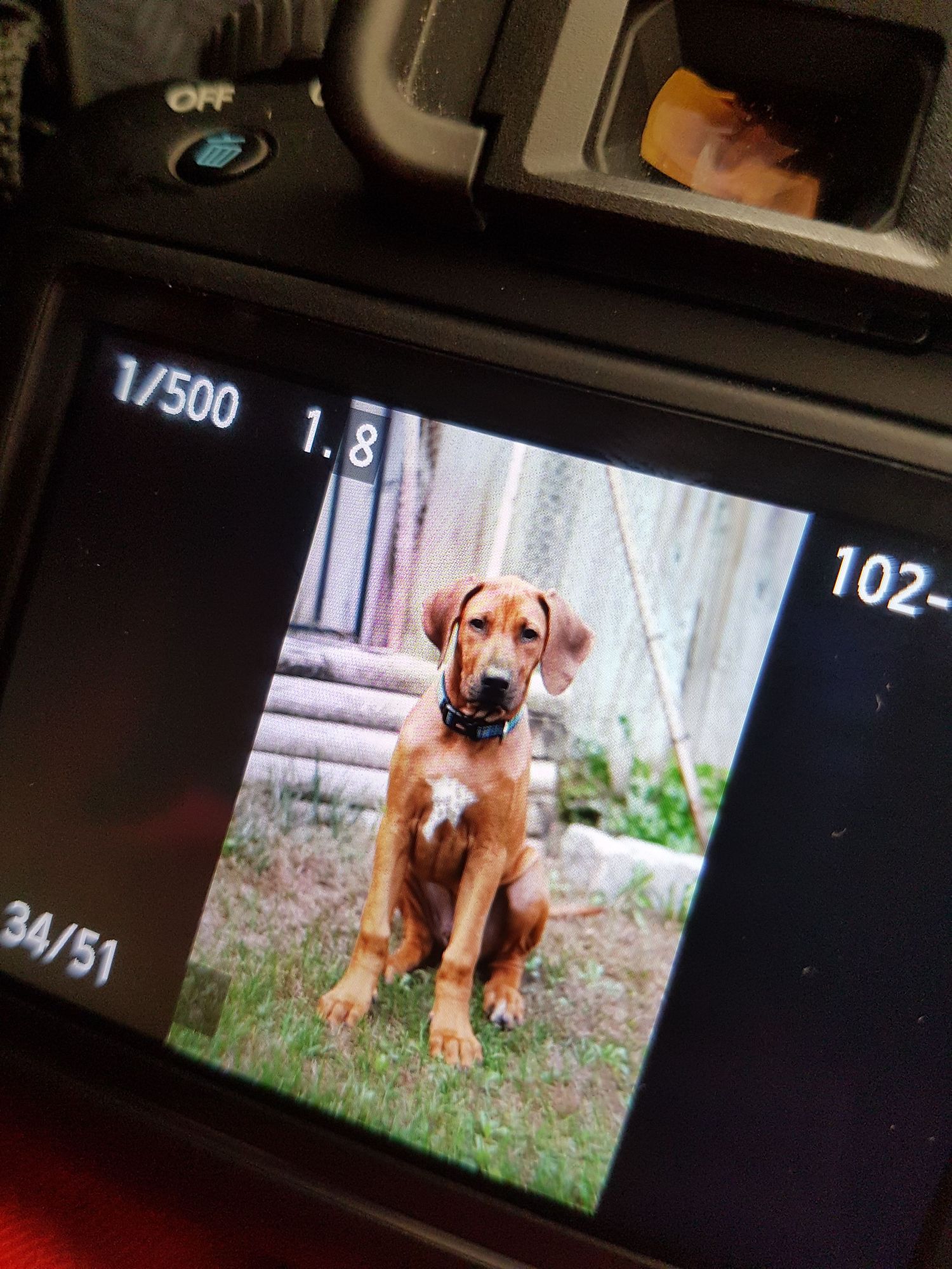 Colour photo of a preview image of a puppy Rhodesian Ridgeback on a Canon EOS 60D camera.