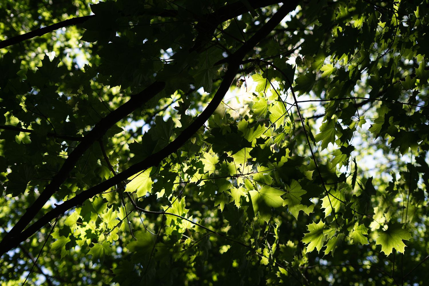 Colour photo of the underside of a maple leaf tree with green leaves with the sun peaking through.