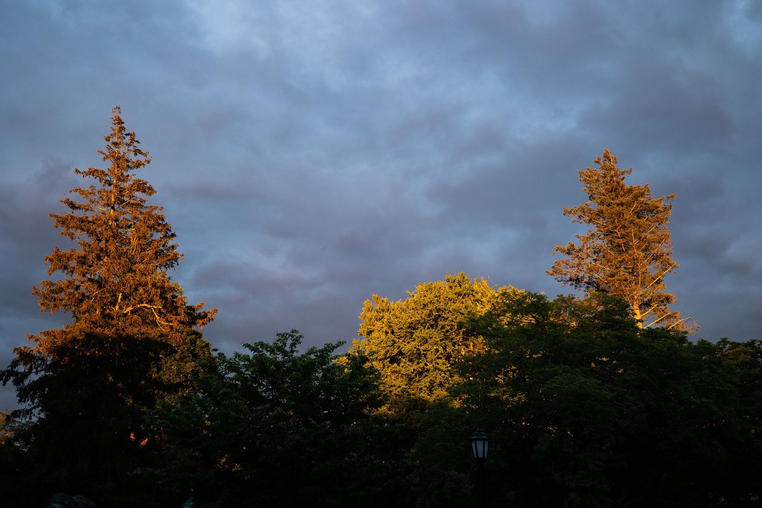 Dramatic sunset sky with orange-lit trees against stormy blue clouds.
