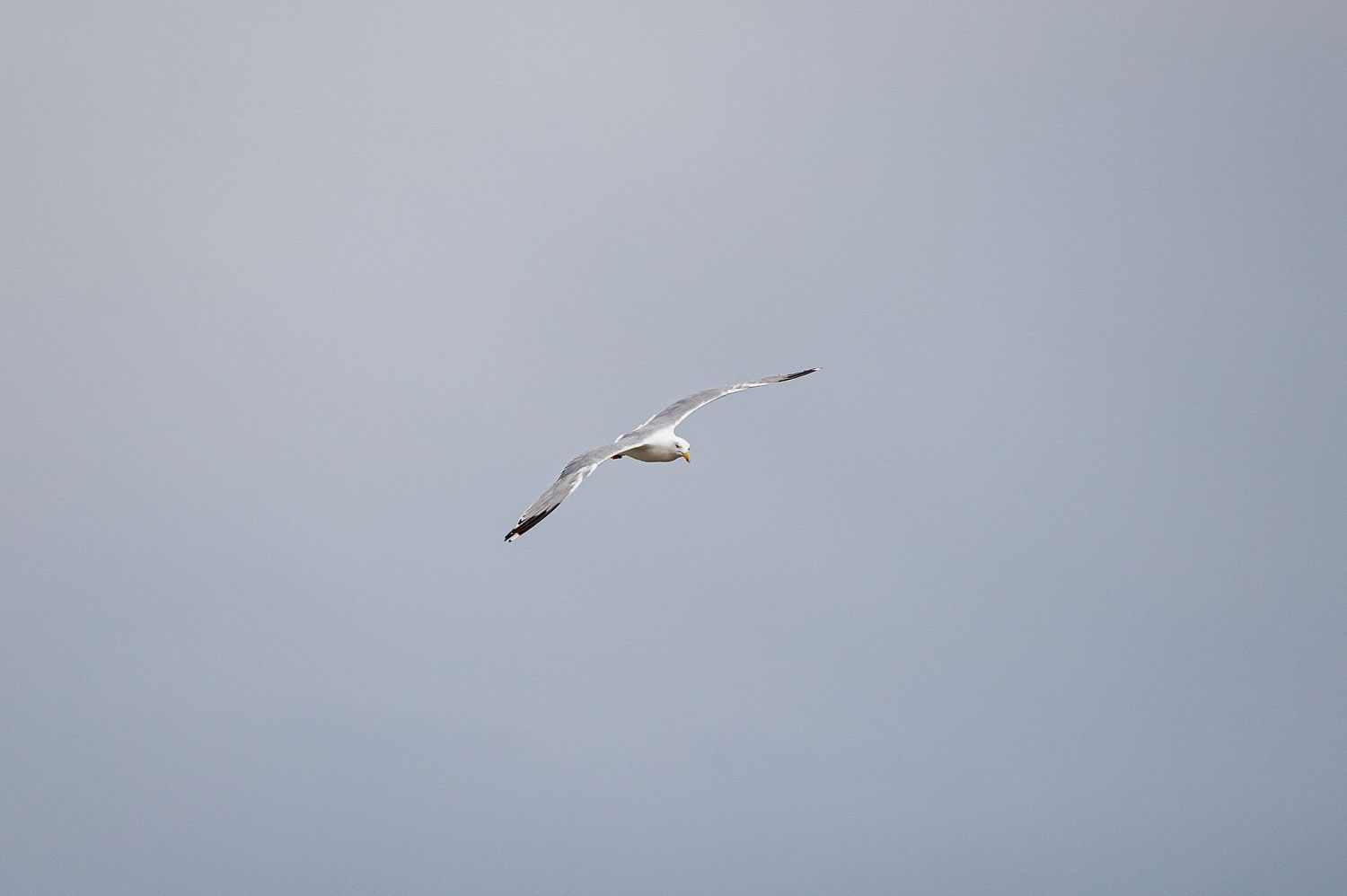 Seagulls soar gracefully across a cloudy sky in a series of aerial shots.