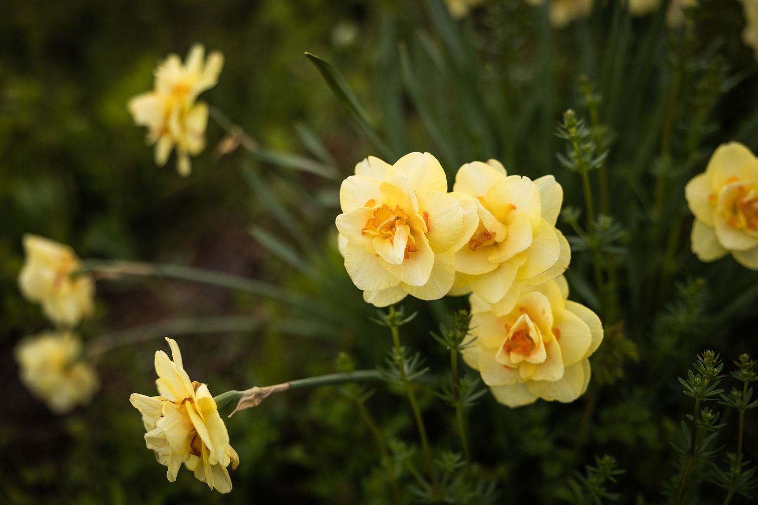 Delicate yellow roses bloom against a soft blurred green garden background in natural lighting.