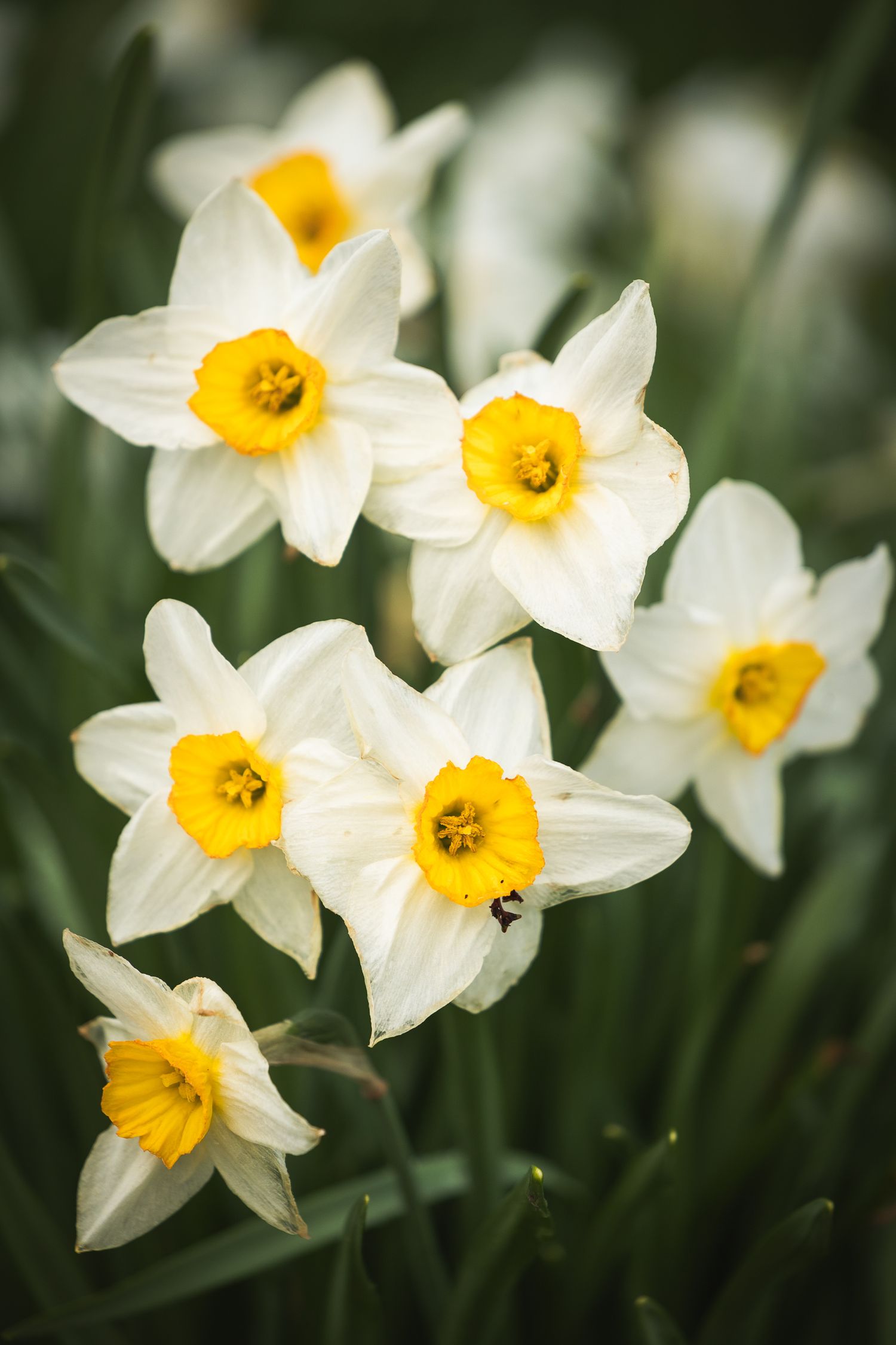White daffodils with bright yellow centers bloom in a garden setting against a soft green background.